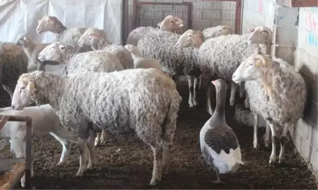 Koyun sürüsüne çobanlık yapan kaz şaşırtıyor