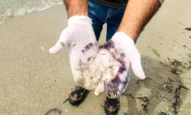 Son dakika haber... Kuşadası'nda ölü denizanaları sahile vurdu