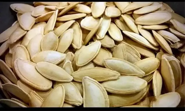 Kayseri'de Kabak Çekirdeği Ekim Sezonu Başladı