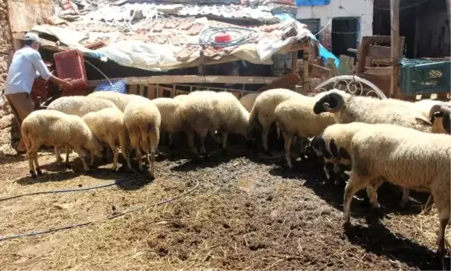 Bergama'da 25 koçun vebadan öldüğü belirlendi