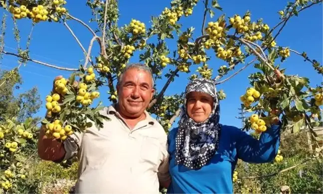 Alıç üreticisinin yüzünü güldürüyor
