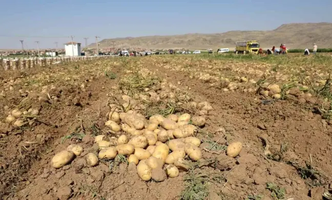 Vali Koç, çiftçilerle patates hasadı yaptı