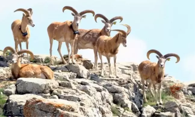 2023-2024 Av Turizmi Uygulama Talimatı Ek Kararıyla Yaban Hayvanı Avlanmasına İzin Verildi