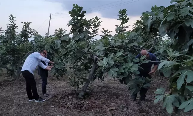 Samsun'da Mor Patlıcan İnciri Hasadı Başladı