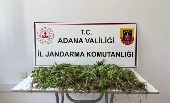 Adana'da 2 Bin 55 Kök Hint Keneviri Ele Geçirildi, 3 Şüpheli Yakalandı