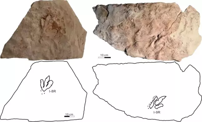 Çin'de 120 milyon yıllık dinozor izleri bulundu
