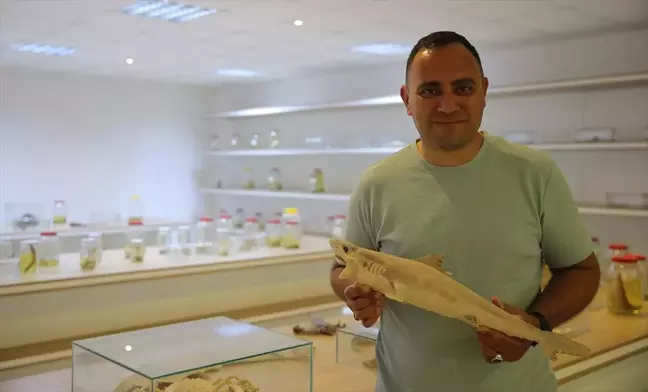 Köpek Balıkları Kıyılarda Normal Durum, Uzmanlardan Açıklama