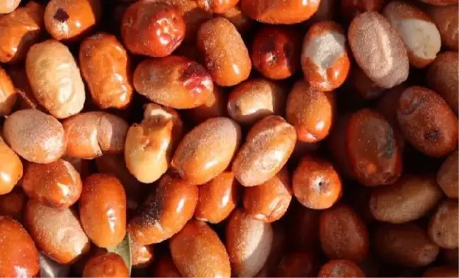 Vitamin deposu iğde meyvesi, bağışıklık sistemini güçlendiriyor