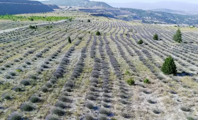 Son dakika haber: Eski maden sahasından lavanta kokuları yükseliyor