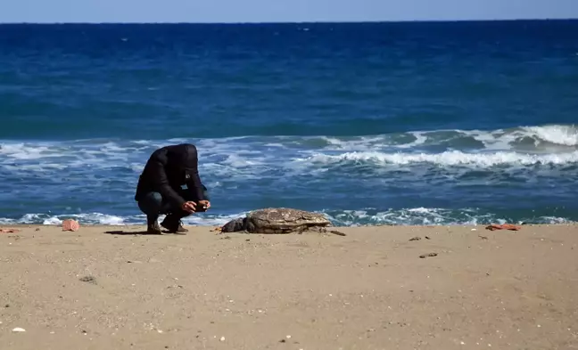 Ölü caretta caretta sahile vurdu