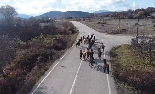 Isparta'da Yılkı Atları Gruplar Halinde Görüntülendi