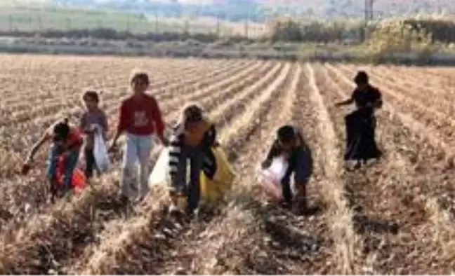 Tarlada kalan kirli ve saçılmış pamuklar geçim kaynağı oldu