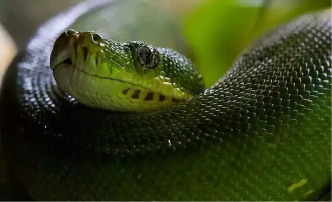 Rüyada yeşil yılan görmek anlamı nedir, nasıl yorumlanır? Rüyada yeşil yılan öldürdüğünü görmek ne anlama gelir?