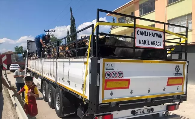 Sinop'tan Trakya'ya 1526 büyükbaş kurbanlık sevkiyatı yapıldı