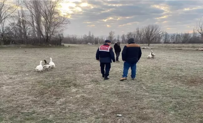 Çorum'da Kaz Dövüşü Yapan 7 Kişiye Cezai İşlem