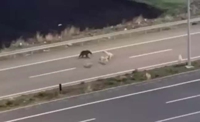Ardahan'da Bozayı ve Köpeklerin Dalaşı Kamerada