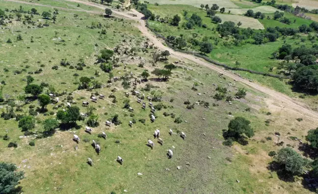 Edirne'de genetiği koruma altındaki