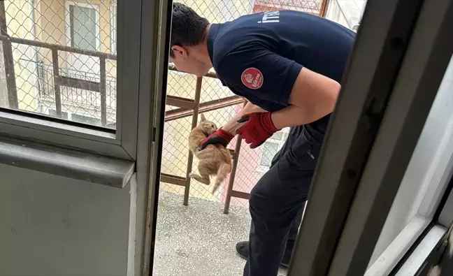 Edirne'de Yangın Merdiveninde Mahsur Kalan Kedi Yavrusu Kurtarıldı