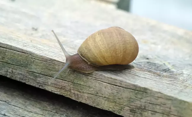 Burdur'da Salyangoz Üretimi ile Çiftçilere Yeni Gelir Kaynağı