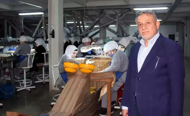 Fındık Fiyatları Aniden Düştü, Üreticiler Hayal Kırıklığına Uğradı