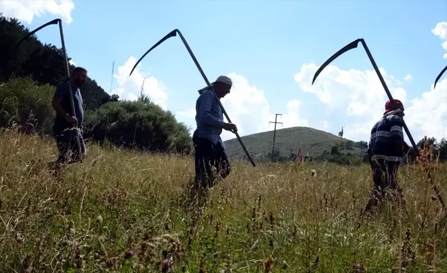 Kars'ta çiftçiler imece usulü hayvan yemi hazırlıyor