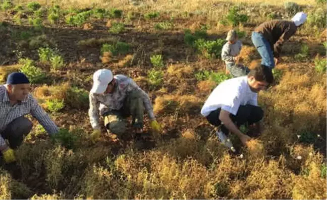 Vekillik Bitince, Köydeki Tarla İşlerine Döndü