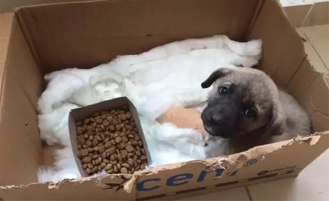 Bacağını Araba Ezen Yavru Köpeğe Belediye Sahip Çıktı