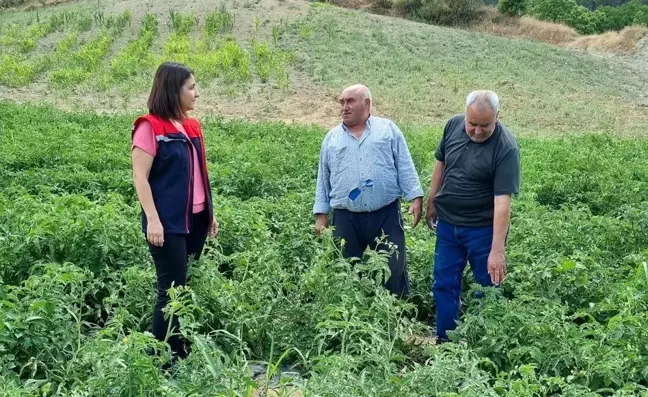 Aydın'da '900 Rakım ve Üzeri Alanlarda Geçici Domates Üretiminin Yaygınlaştırılması Projesi' kapsamında domates fideleri kontrol edildi