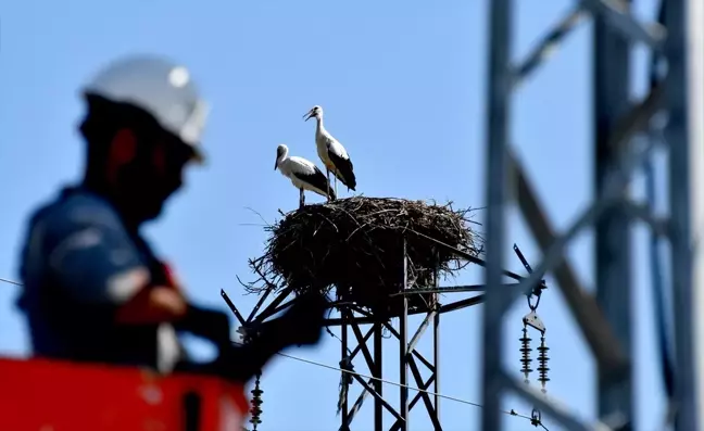 Kars'ta Aras EDAŞ, Göçmen Kuşları Koruyor