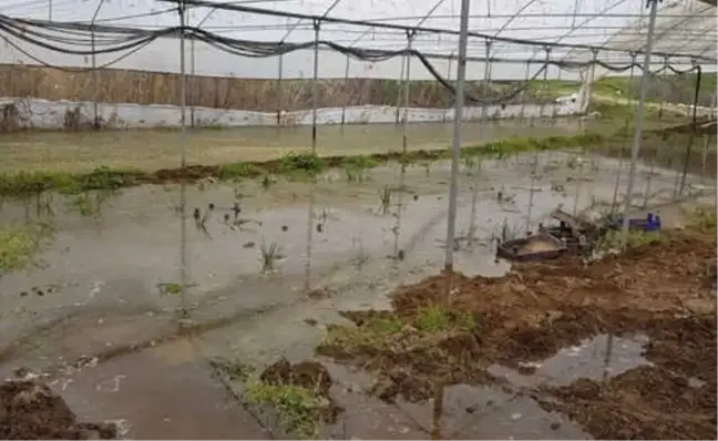 Söğüt'te Seraları Su Bastı, Çiftçiler Büyük Zarar Gördü