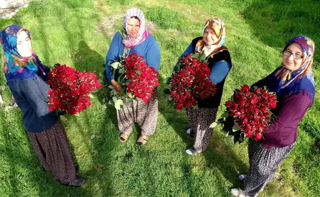 Gül yetişmez denilen köye gül serası kurdular, siparişlere yetişemiyorlar