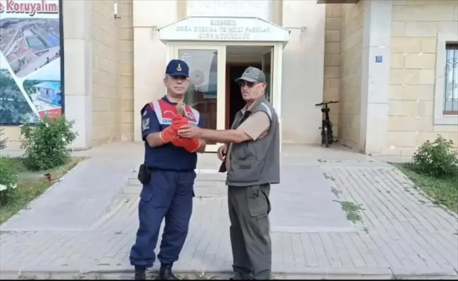 Kırşehir'de Yaralı Kerkenez Kuşu Tedavi Altına Alındı