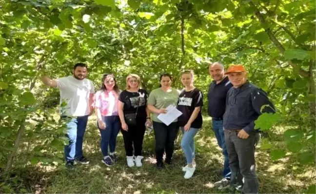 Fındıkta rekolte çalışmaları tamamlandı: Doğu Karadeniz'de yükselirken, Batı Karadeniz'de düştü