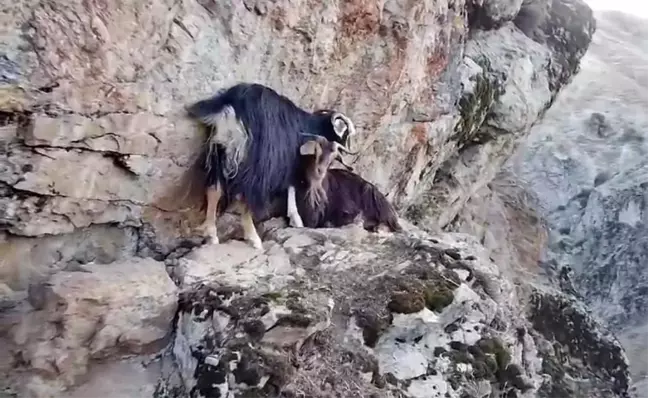 Muş Kızılağaç Kanyonu'ndaki 4 Keçi Kurtarılmayı Bekliyor