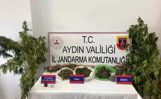 Aydın'da mısır tarlasına uyuşturucu eken şüpheli yakalandı