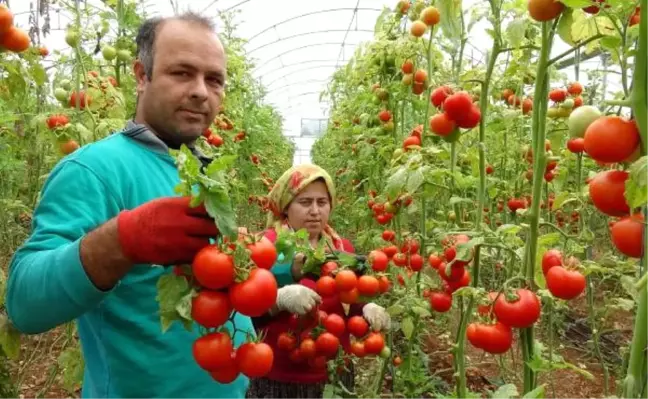 Karakış Domates Fiyatını 4'e Katladı