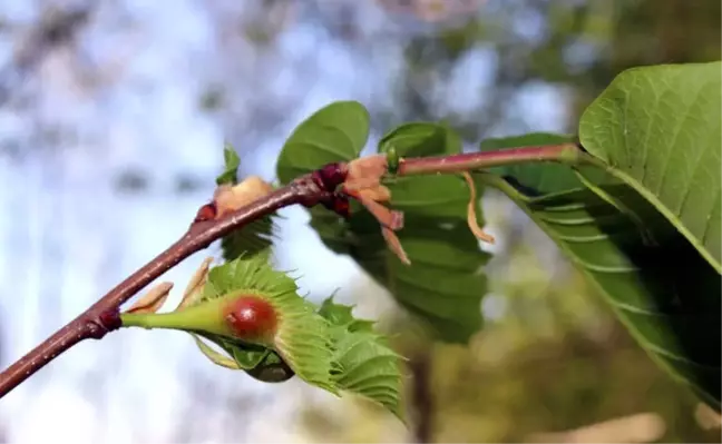Katil Arılar Kestane Ağaçlarını Kuruttu