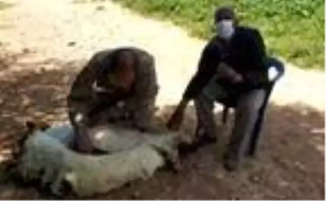 Jandarma yalnız yaşayan yaşlı adamın koyunlarını kırktı