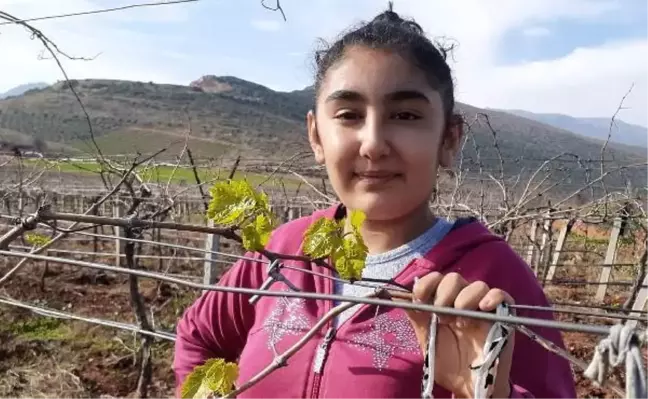Manisa'da bahar havasında üzüm bağları filizlendi