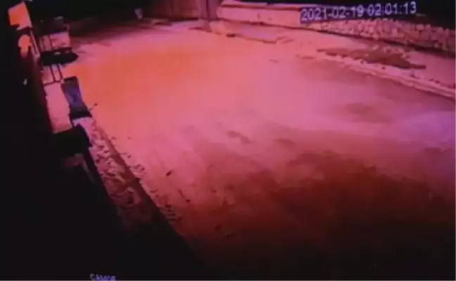 Otomobille köpeğin üstünden geçip, konteynere attılar; o anlar kamerada