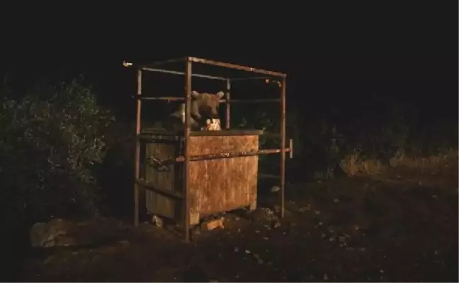 Aç kalan Avrasya bozayısı köye indi