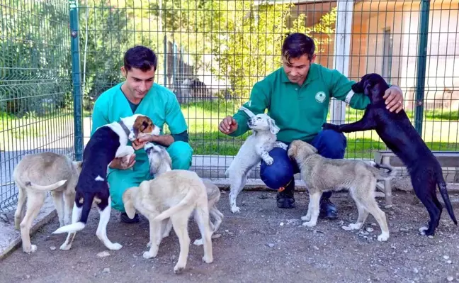 Mersin Büyükşehir Belediyesi'nden Patili Dostlara Destek