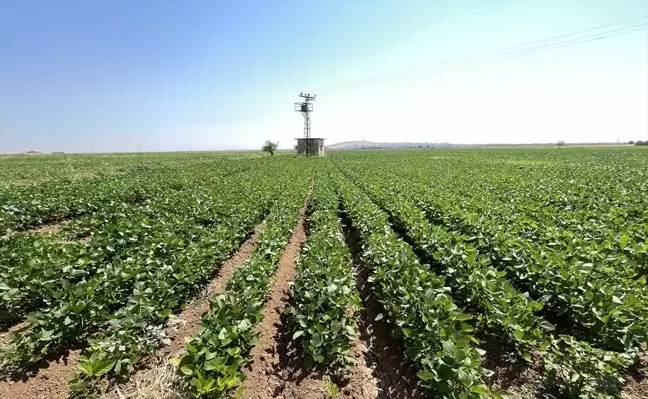 Şanlıurfa'da Çiftçiler Alternatif Ürünlere Yöneliyor