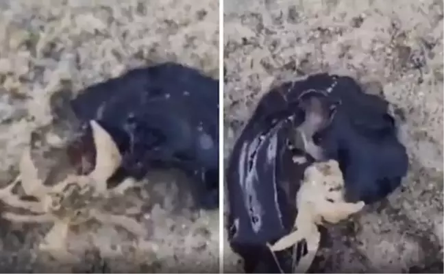 Gizemli deniz canlısının bir yengeci yediği anlara ait video merak uyandırdı