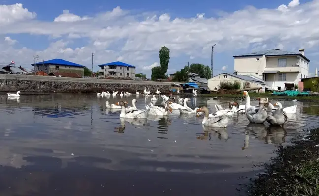 Kars'ta Kaz Yetiştiricileri, Yaz Sıcaklarında Kazları Serin Suyla Buluşturuyor