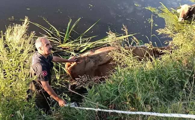 Erzurum'da bataklığa saplanan 5 büyükbaş hayvan kurtarıldı