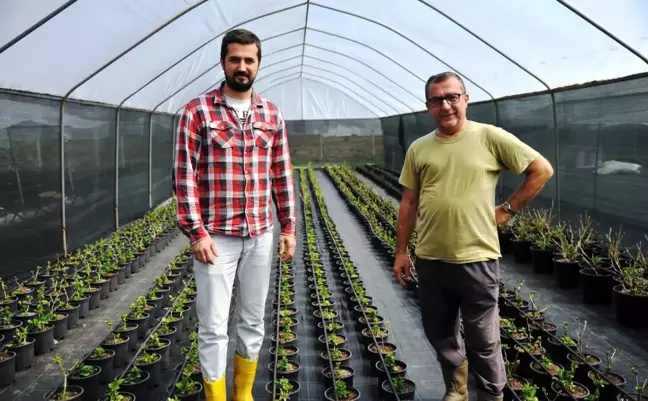 Samsun'da kesme çiçekçilik yaygınlaşıyor