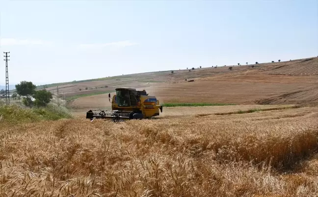 Samsun'un Vezirköprü ilçesinde buğday hasadı başladı