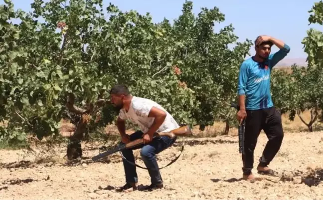 Yeşil altında hırsızlığa karşı önlem! Günlük 1000 TL yevmiye ile ellerinde tüfeklerle nöbet tutuyorlar