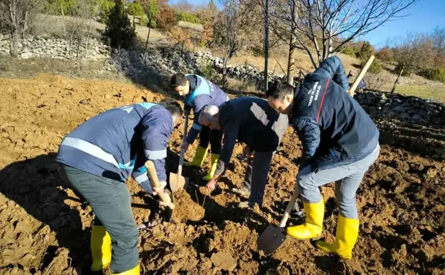 Kütahya'da Delice Ceviz Fidanlarıyla Demonstrasyon Bahçesi Kuruldu